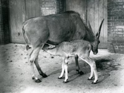 1920年、ロンドン動物園で幼い子供を養うエランドアンテロープ 作： Frederick William Bond